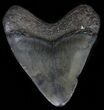 Bargain, Juvenile Megalodon Tooth - Georgia #61706-1